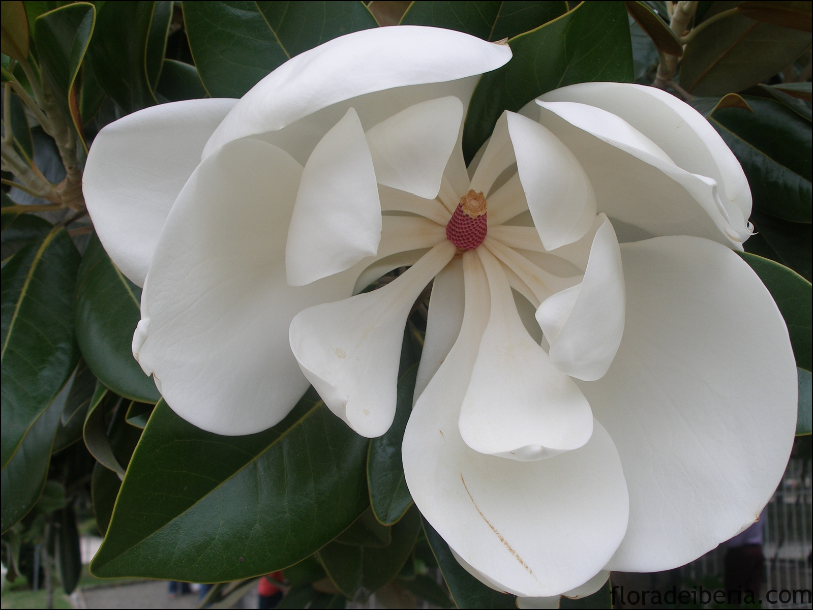 "Magnolia grandiflora" (Magnolia, magnolio)